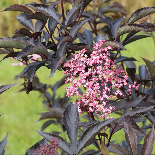 A close view of a flat, fluffy flower atop dark purple, dissected foliage.
