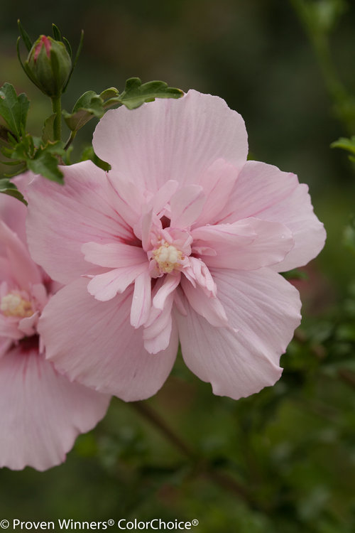 Pink Chiffon Hibiscus