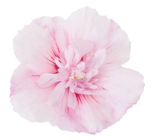 pink_chiffon_hibiscus.jpg