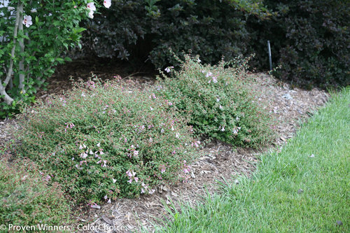 pinky_bells_abelia-8056.jpg