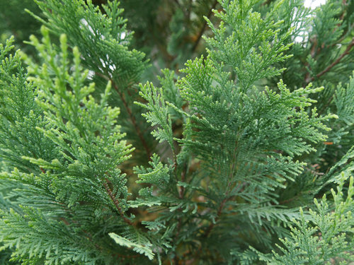 pinpoint_blue_gold_evergreen_foliage.jpg