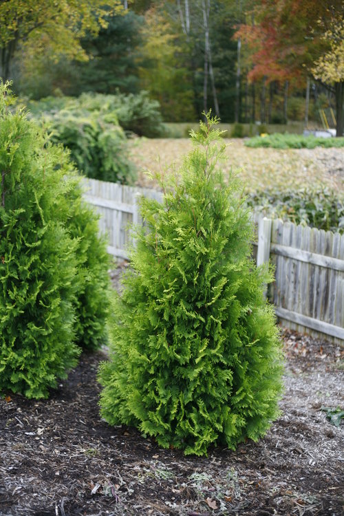 Polar Gold Thuja