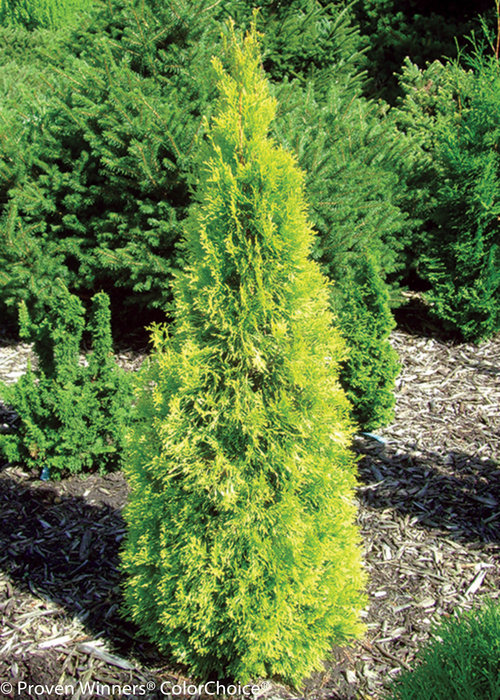 Polar Gold Thuja (arborvitae)