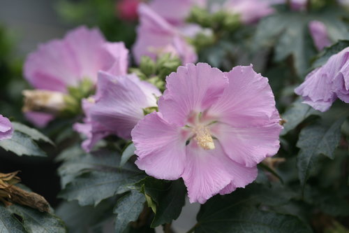 Pollypetite rose of Sharon