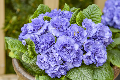 Primula Bouquet Perfect Watercolour Blue