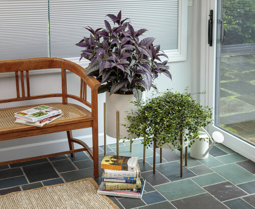 proven_accents_as_house_plants_24.jpg