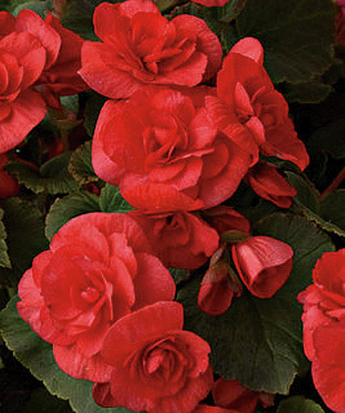 Proven Winners Solenia® Red Begonia
