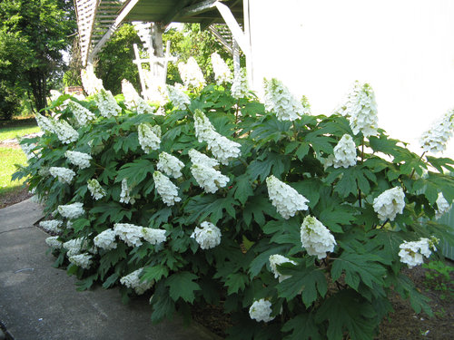 Gatsby Gal Hydrangea