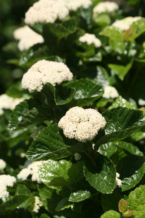 proven_winners_viburnum_all_that_gliters.jpg