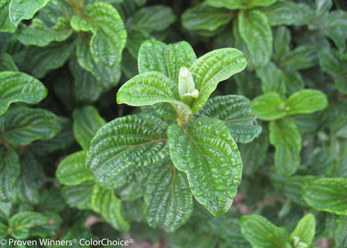 Pucker Up! Cornus (dogwood)