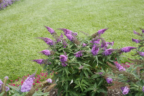Pugster Blue Buddleia