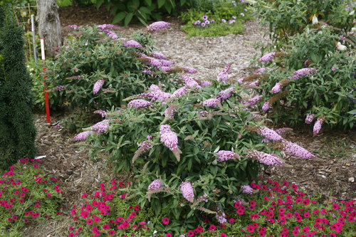 Pugster Pink buddleia
