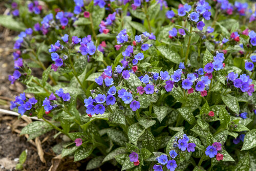 Pulmonaria Spot On