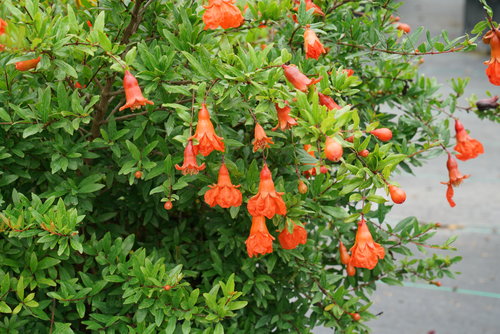 The bright orange flowers of Peppy Le Pom pomegranate