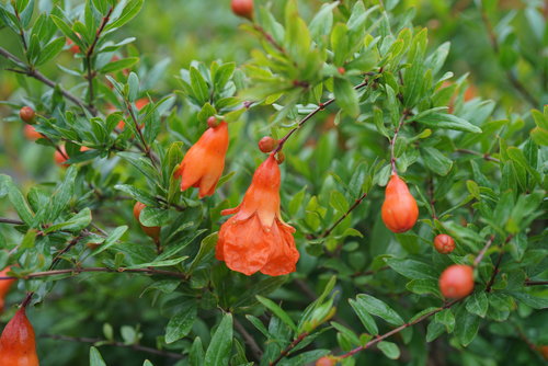 The bright orange flowers of Peppy Le Pom pomegranate