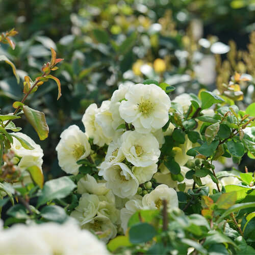 Creamy white flowers lining a Double Take Eternal White quince branch.