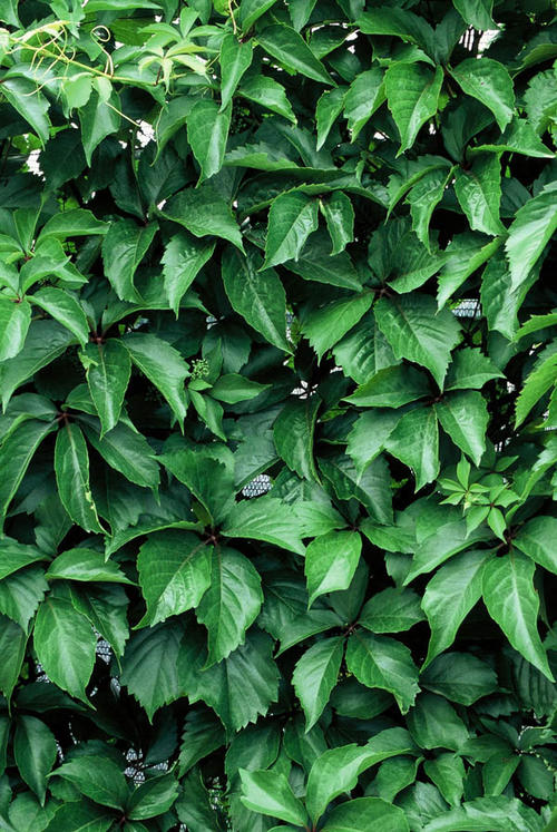 Red wall's summer foliage