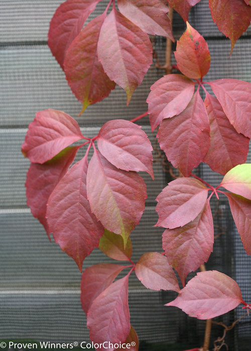 Red Wall Parthenocissus (Virginia Creeper)