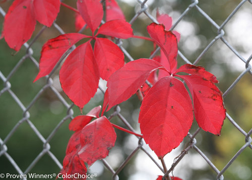 Red Wall Parthenocissus (Virginia Creeper)
