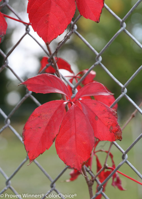 Red Wall Parthenocissus (Virginia Creeper)