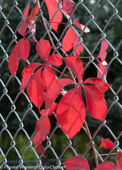 Red Wall Parthenocissus (Virginia Creeper)