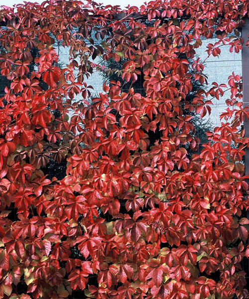 red_wall_parthenocissus_quinquefolia_troki_2.jpg
