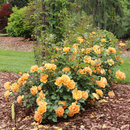 A low, mounded rose dotted with petal-filled light orange flowers.