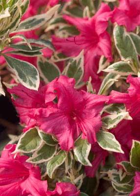 RhododendronBollywoodCRW6248.jpg