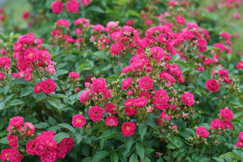 Oso Easy Pleasy rose in full bloom in the landscape