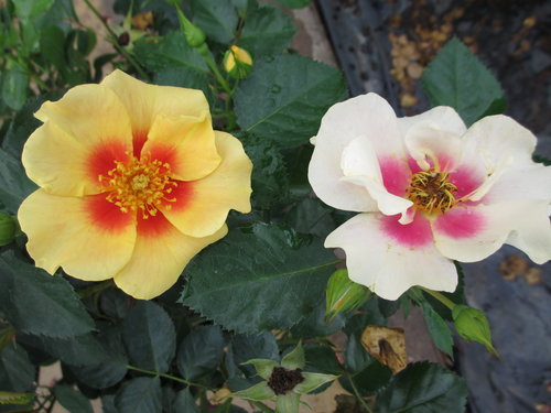 Rosa Ringo rosa_ringo_2.jpg | Proven Winners