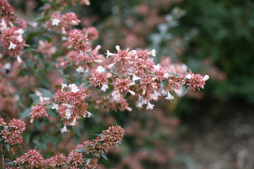 Ruby Anniversary abelia