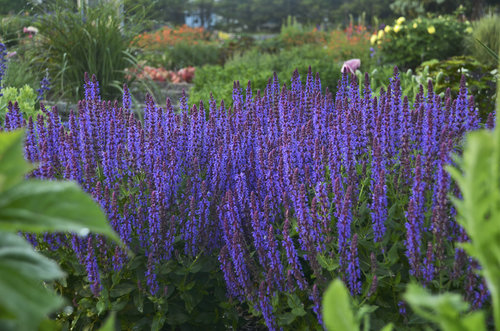 'Violet Riot' Perennial Salvia