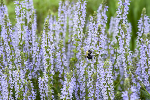 Salvia Color Spires Crystal Blue