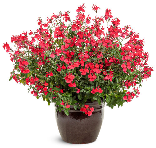 OutShine™ Red - sage - Salvia