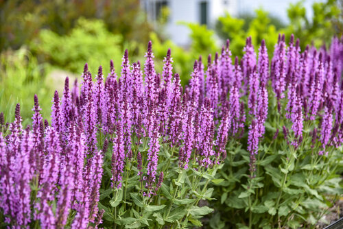 Perennial Salvia Pink Profusion