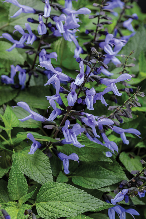 salvia_rockin_blue_suede_shoes.jpg