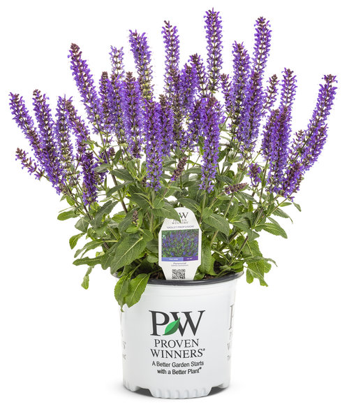 Salvia Violet Profusion 1 Galjpg Proven Winners.