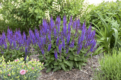 'Violet Profusion' Perennial Salvia