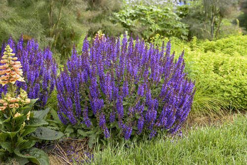 Violet Profusion Perennial Salvia