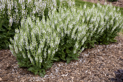 'White Profusion' Perennial Salvia