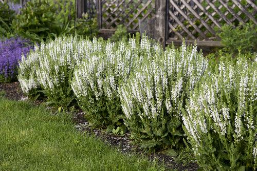 White Profusion Perennial Salvia