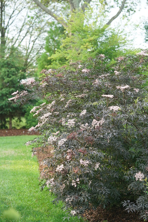 sambucus_black_lace_dsc02400.jpg