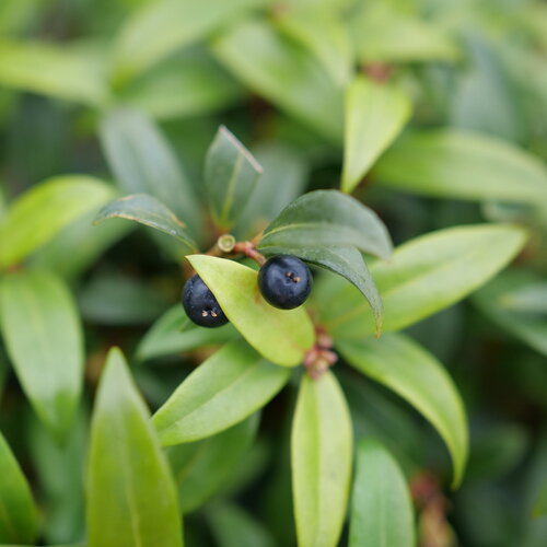 Close view of the dark blue berries that Sweet and Lo sweet box produces.
