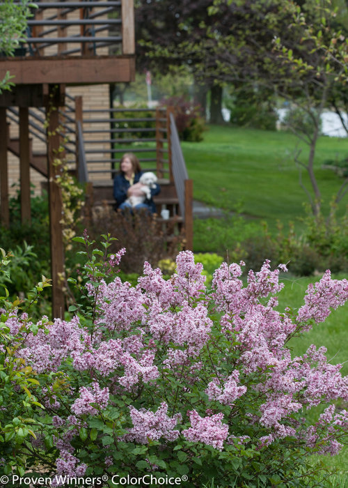 Scent and Sensibility Pink Syringa (lilac)