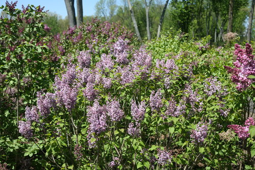 Scentara Double Blue lilac