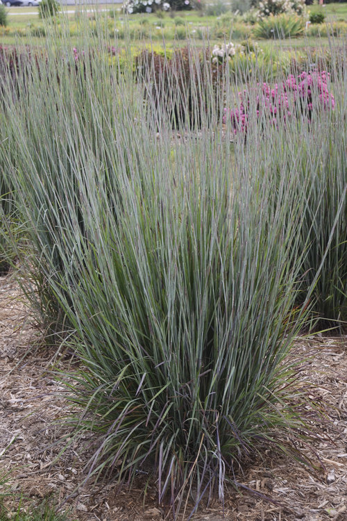 Prairie Winds® 'Blue Paradise' - Little Bluestem - Schizachyrium scoparium