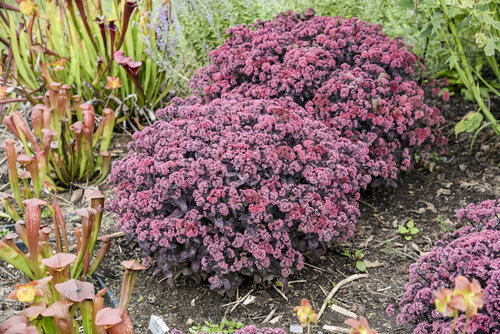 Sedum Rock 'n Grow Midnight Velvet
