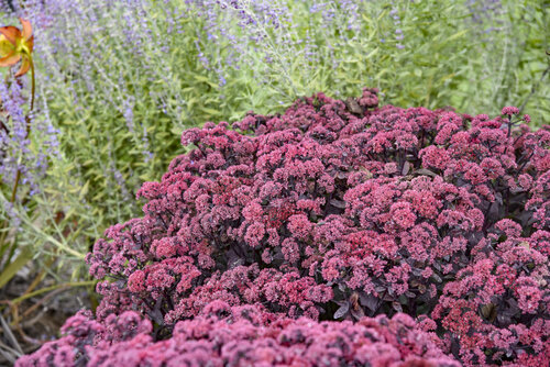 Sedum Rock 'n Grow Midnight Velvet
