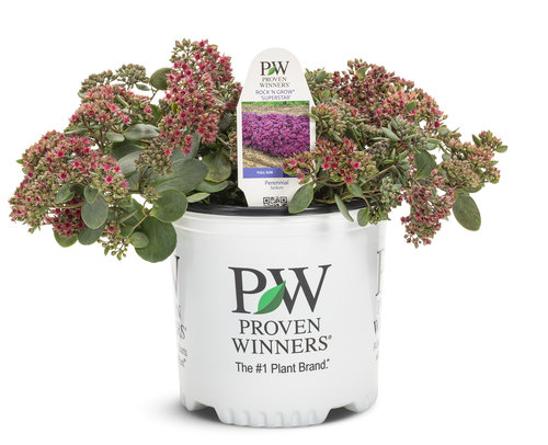 sedum_rock_n_grow_superstar_1-gal.jpg