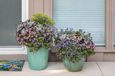 Dark Foliage and flower combination